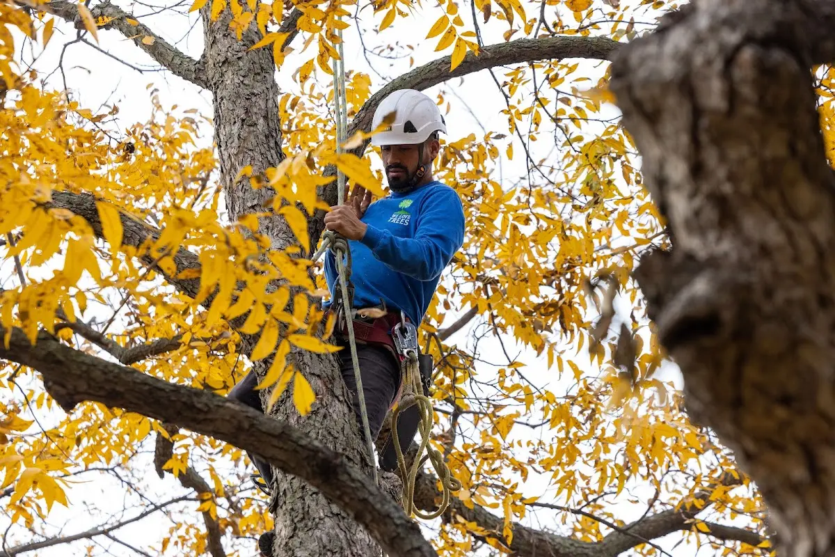 Skilled Tree Transplanting crew working in Georgetown